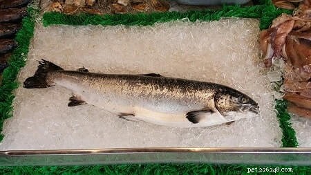 Os gatos podem consumir pele de salmão com segurança? Riscos, benefícios e dicas de alimentação 