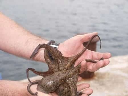 I gatti possono consumare in sicurezza polpo e altri frutti di mare? Guida esperta 