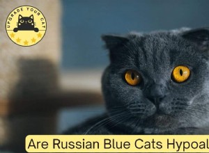 ロシアンブルー猫は低アレルギー性ですか？専門家の洞察とアレルギー管理のヒント 