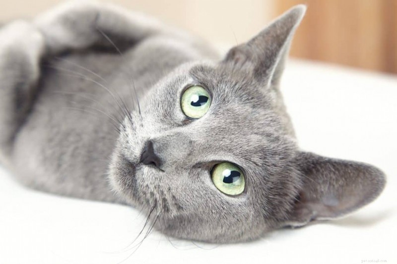 I gatti blu di Russia sono ipoallergenici? Approfondimenti di esperti e suggerimenti per la gestione delle allergie 