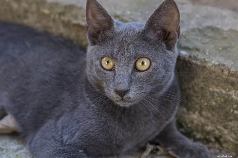 I gatti blu di Russia sono ipoallergenici? Approfondimenti di esperti e suggerimenti per la gestione delle allergie 