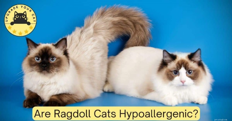 Jsou kočky Ragdoll hypoalergenní? Odborné poznatky a tipy na zvládání alergií 