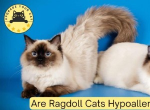 ラグドール猫は低アレルギー性ですか?専門家の洞察とアレルギー管理のヒント 