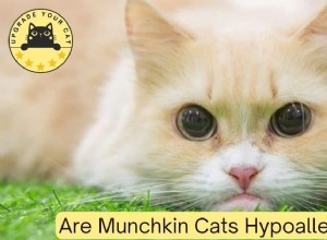 Jsou kočky Munchkin skutečně hypoalergenní? Vědecké poznatky a alternativy vhodné pro alergiky 