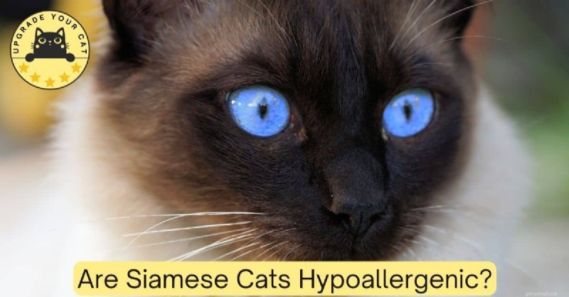 Zijn Siamese katten echt hypoallergeen? Wat de wetenschap zegt 