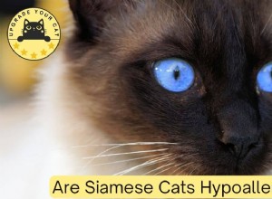 シャム猫は本当に低アレルギー性なのでしょうか？科学が語ること 