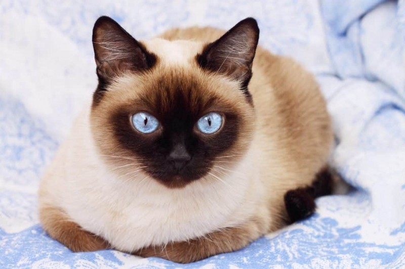 Zijn Siamese katten echt hypoallergeen? Wat de wetenschap zegt 