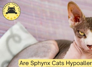 Jsou kočky Sphynx skutečně hypoalergenní? Vědecký přehled 