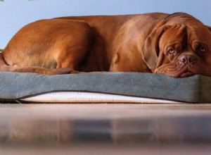 犬の関節の健康 101:長期的な運動の原因、警告サイン、および天然サプリメント 