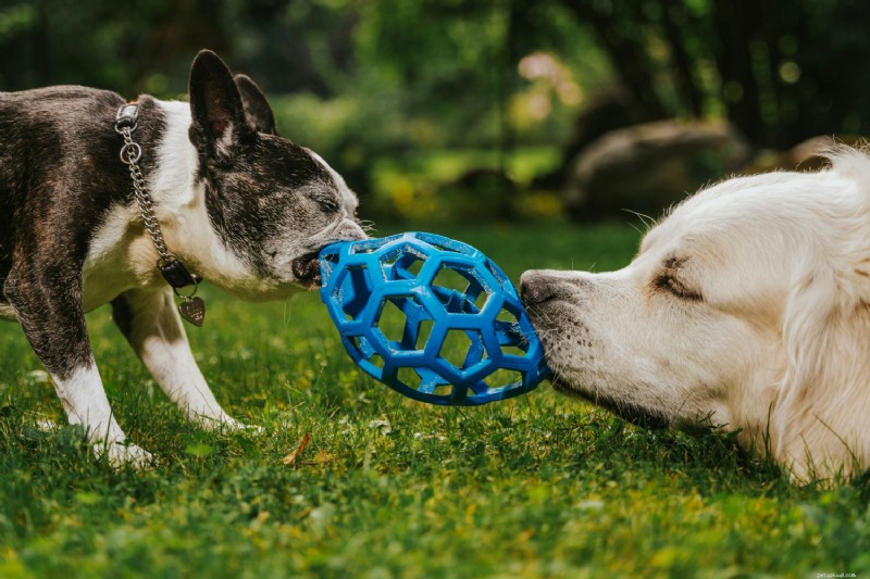 犬の関節の健康 101:長期的な運動の原因、警告サイン、および天然サプリメント 