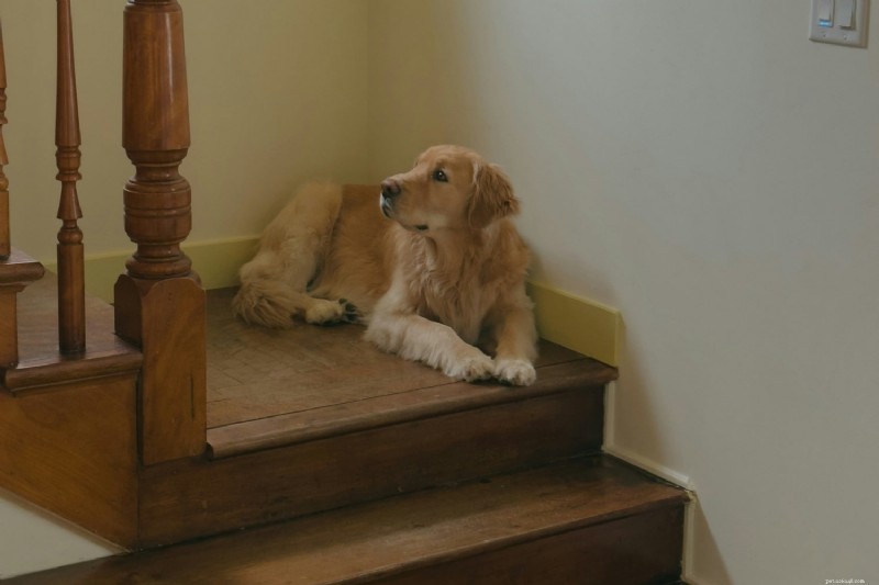 犬の関節の健康 101:長期的な運動の原因、警告サイン、および天然サプリメント 