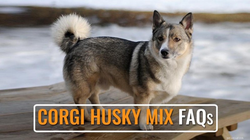 Domande frequenti sul Corgi‑Husky Mix:costo, dimensioni, perdita di pelo e altro 