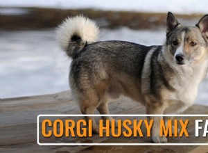 Corgi‑Husky 믹스 FAQ:비용, 크기, 털빠짐 등 