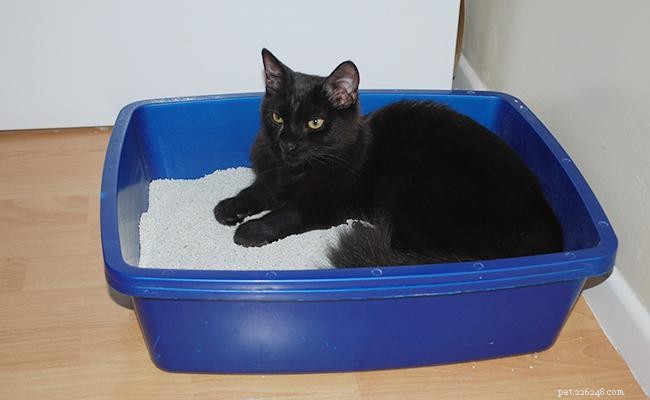 17 maneiras essenciais de proteger seu gato contra danos 