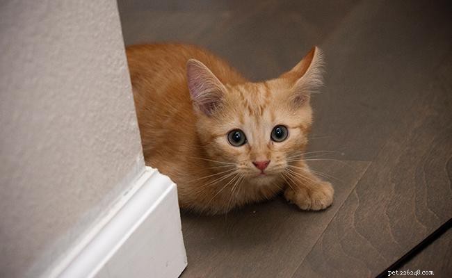 17 maneiras essenciais de proteger seu gato contra danos 