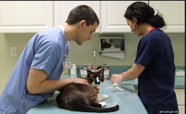 17 maneiras essenciais de proteger seu gato contra danos 