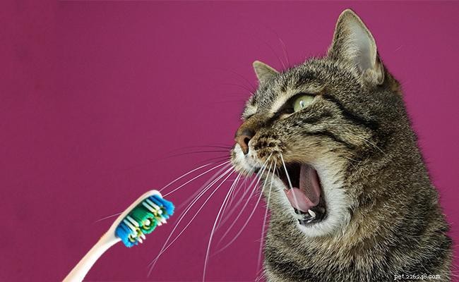 17 maneiras essenciais de proteger seu gato contra danos 