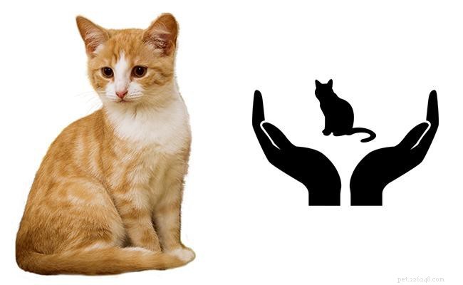 17 maneiras essenciais de proteger seu gato contra danos 