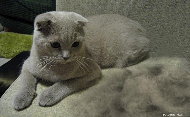 Guide d experts sur la gestion de l excrétion des chats :prévention, soins et outils