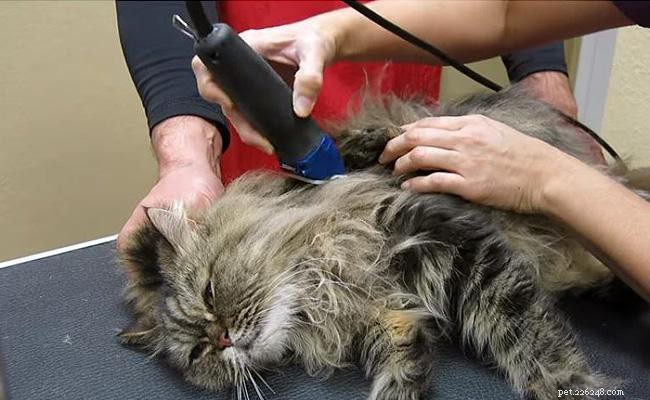 Guide d experts sur la gestion de l excrétion des chats :prévention, soins et outils