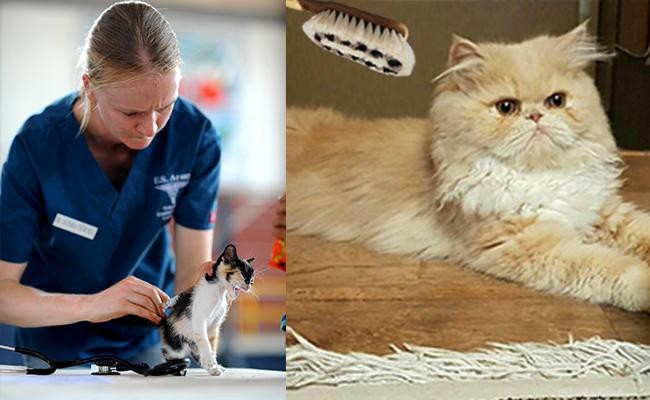 Guide d experts sur la gestion de l excrétion des chats :prévention, soins et outils