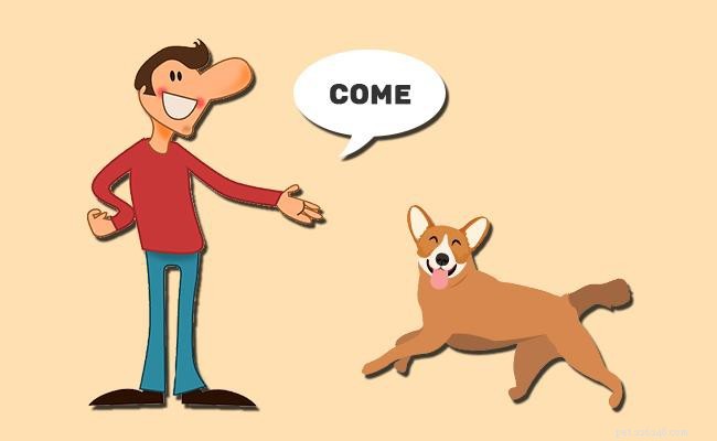 Maîtrisez votre chien :commandes clés et conseils de dressage éprouvés