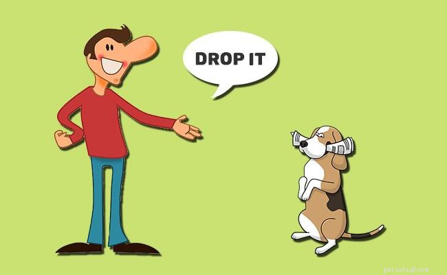 Maîtrisez votre chien :commandes clés et conseils de dressage éprouvés
