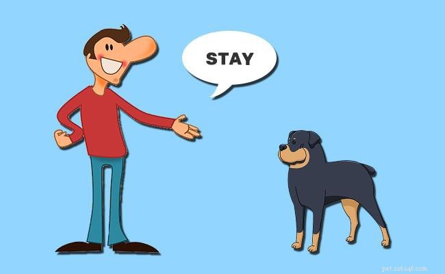 Maîtrisez votre chien :commandes clés et conseils de dressage éprouvés