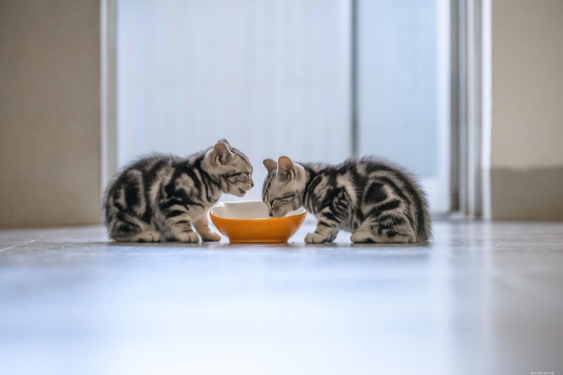 Is kittenvoer echt essentieel? Deskundige begeleiding bij het kiezen van de juiste voeding 