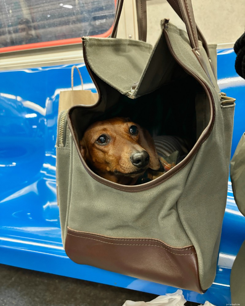 O melhor transportador de sacolas para cães pequenos:guia especializado e escolha principal 