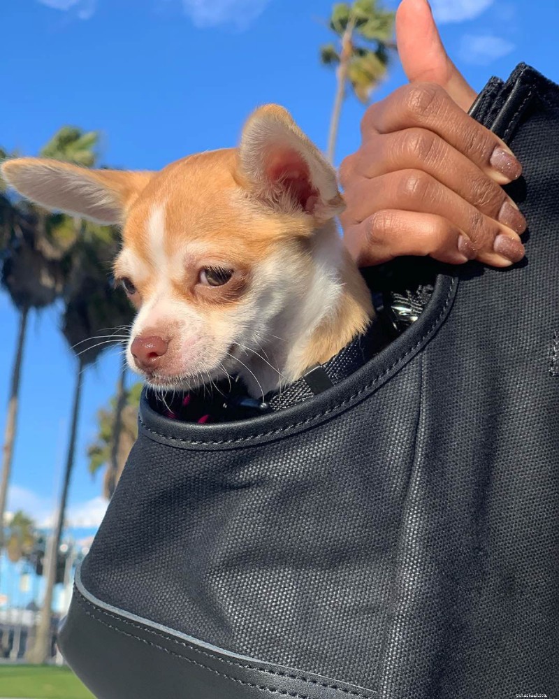 O melhor transportador de sacolas para cães pequenos:guia especializado e escolha principal 