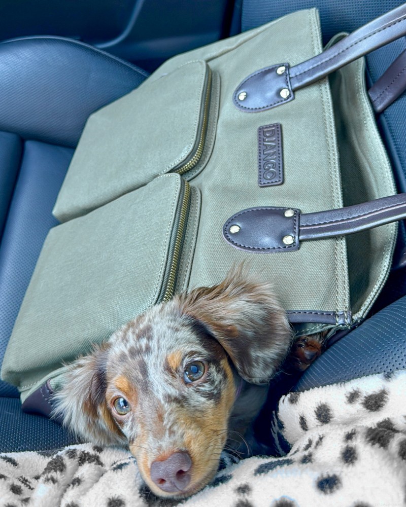 O melhor transportador de sacolas para cães pequenos:guia especializado e escolha principal 