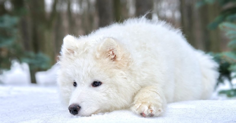 Diamond Pet Foods:Odborný průvodce zimní péčí pro psy