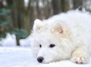 Diamond Pet Foods:Odborný průvodce zimní péčí pro psy 
