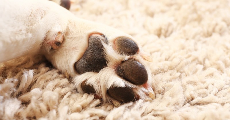 Diamond Pet Foods:Odborný průvodce zimní péčí pro psy