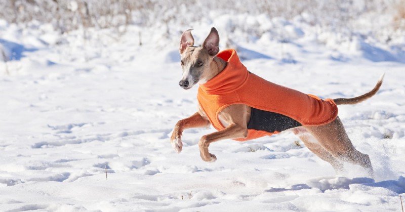 Diamond Pet Foods:Odborný průvodce zimní péčí pro psy