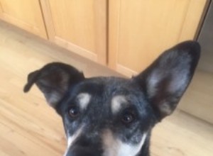 Three Expert Tips for Giving Oral Medications to Pets 