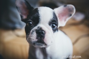 Top 5 dierenwinkels in Milwaukee:premium voeding en deskundige zorg