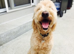 Certified Pet First Aid &CPR:Why Professional Sitters Protect Your Pets 