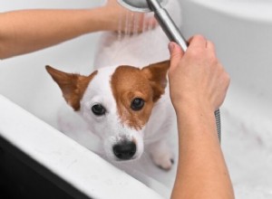 Экспертное руководство:8 проверенных советов по купанию собак, которые боятся воды 