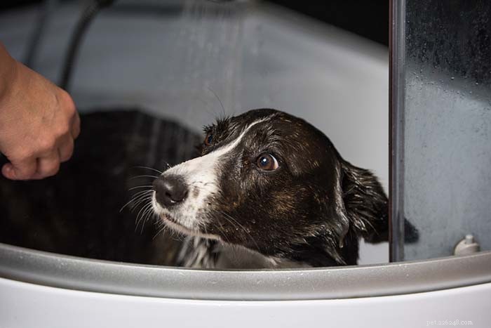 専門家ガイド:水が怖い犬のお風呂に入れるための実証済みの 8 つのヒント