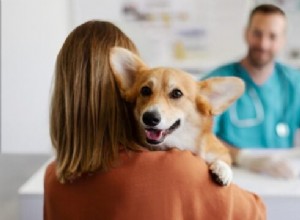 Frekvence návštěv veterináře pro psy:Pokyny pro odborníky podle věku, zdraví a životního stylu 