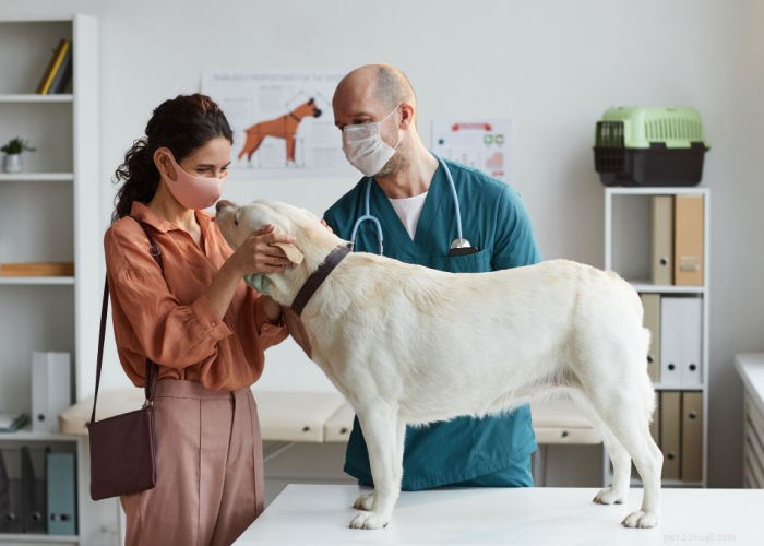 犬の獣医師の訪問頻度:年齢、健康状態、ライフスタイル別の専門家ガイドライン