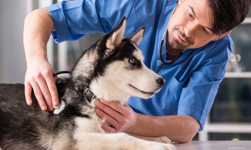犬の獣医師の訪問頻度:年齢、健康状態、ライフスタイル別の専門家ガイドライン