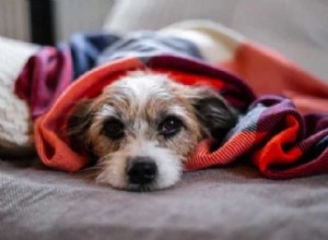 Гипоплазия мозжечка у собак:причины, симптомы, диагностика и лечение 