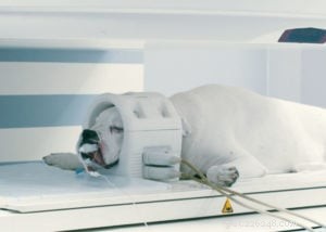 개의 소뇌 저형성증:원인, 증상, 진단 및 치료