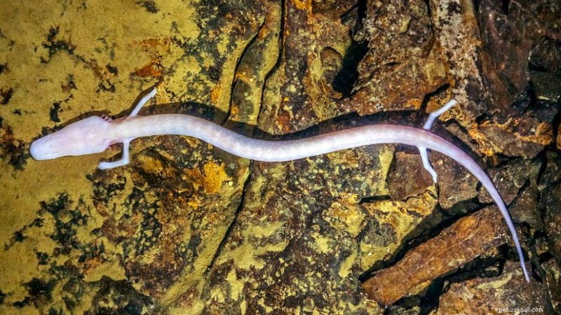 The Olm:la salamandra delle caverne cieca d Europa che prospera sottoterra 