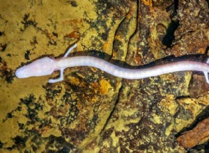 The Olm:Europas blinda grottsalamander som trivs under jorden 