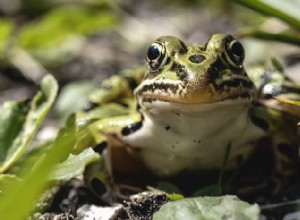 8 североамериканских видов лягушек и жаб, с которыми вы встретитесь 