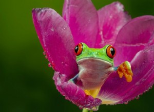 カエルの内部:カエルの解剖学がどのようにしてジャンプ、呼吸、生存を可能にしているのか 